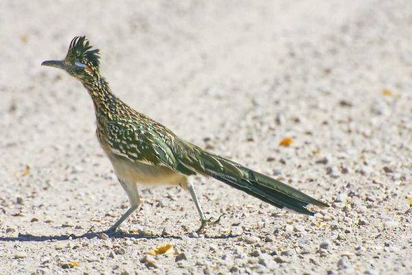 New Mexico Greater roadrunner crossing road